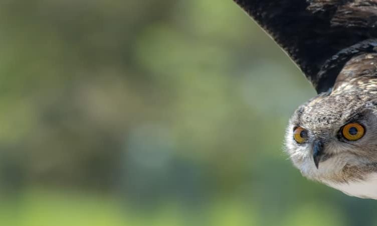 A Bird’s Eye View: What will OTA 4.0 look like?