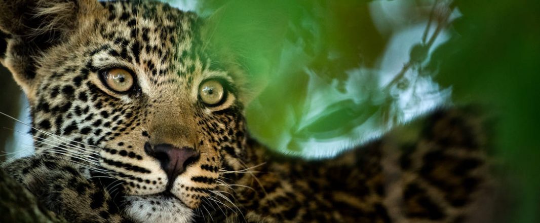 Experiential travel from Asia will fuel Africa’s rise, sustainability and conservation paramount