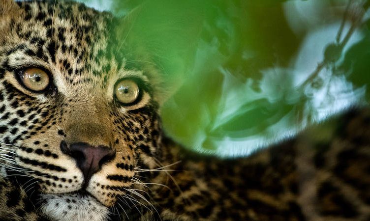 Experiential travel from Asia will fuel Africa’s rise, sustainability and conservation paramount