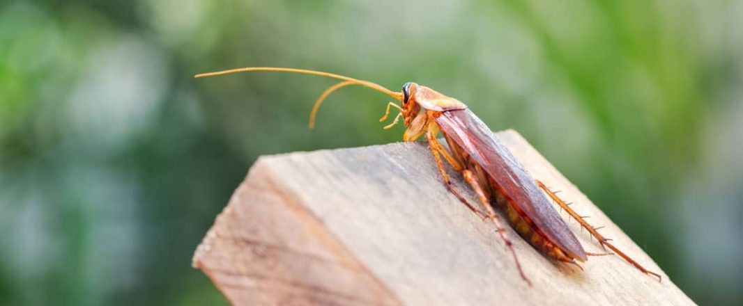Expedia job cuts, Booking braces for “significant impact”, “winter is best time” – learn from cockroaches