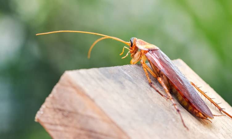 Expedia job cuts, Booking braces for “significant impact”, “winter is best time” – learn from cockroaches
