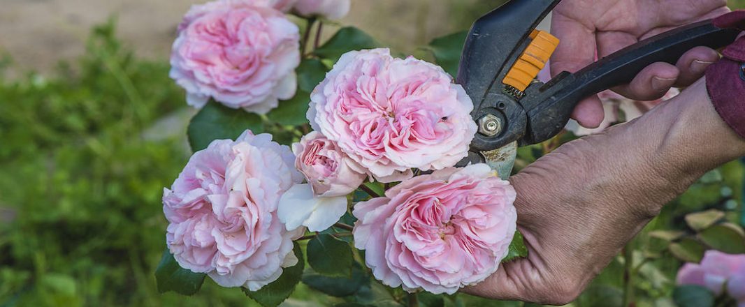 WiT Community Blog: Isolation Station – 14 days to prune the roses