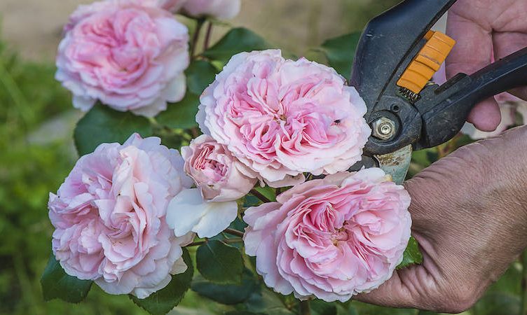 WiT Community Blog: Isolation Station – 14 days to prune the roses