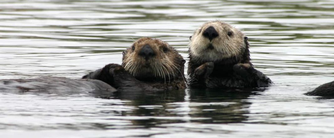 A love story about Otter, Zoom and Cuckoo’s Nest