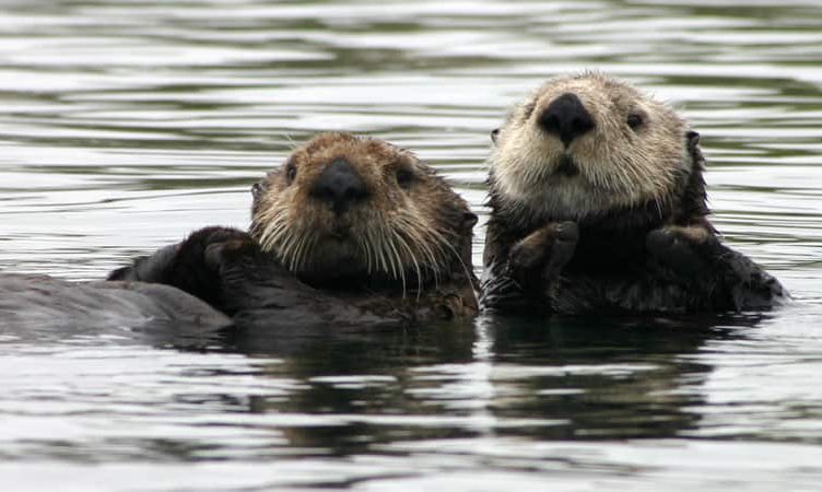 A love story about Otter, Zoom and Cuckoo’s Nest
