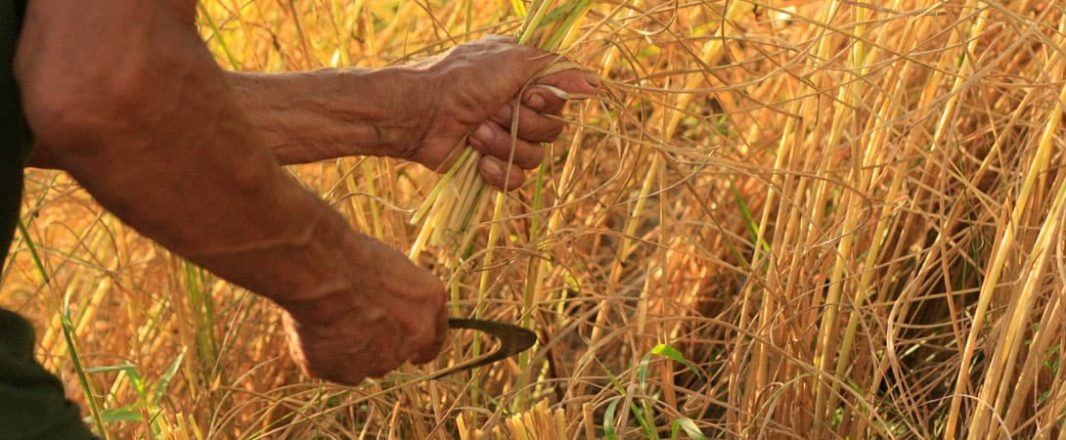 In age of scarcity, Traveloka goes from “hunting” to “harvesting” in its marketing rethink