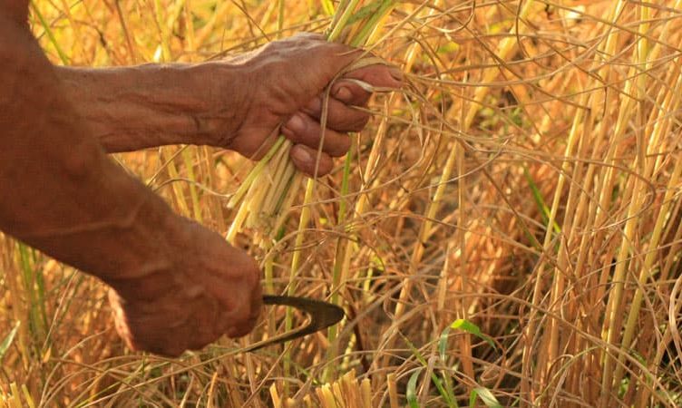 In age of scarcity, Traveloka goes from “hunting” to “harvesting” in its marketing rethink