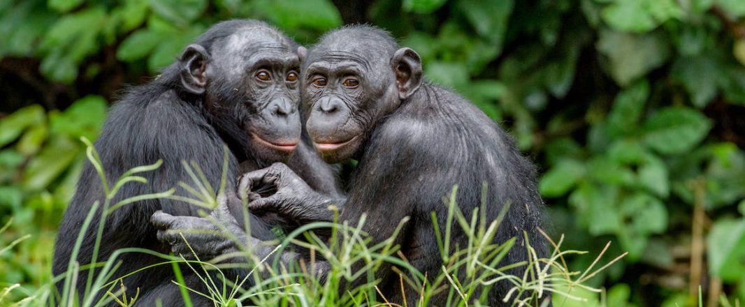 Balancing the bad and good news and thinking about survival of the friendliest