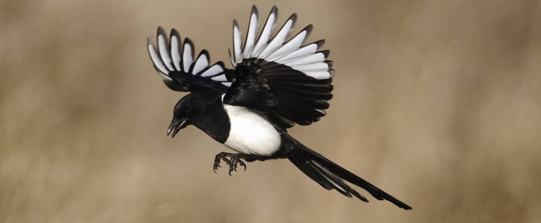 Efficiency will triumph, tours and activities will be healthier after Covid: Baidi Li wants to bring the luck of Magpie to APAC