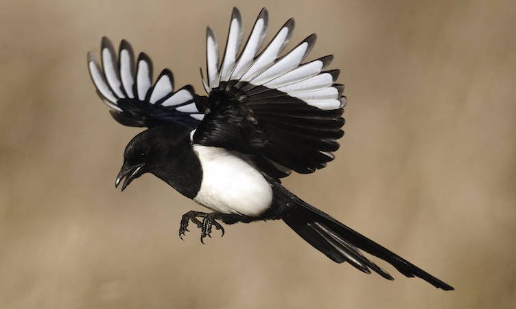 Efficiency will triumph, tours and activities will be healthier after Covid: Baidi Li wants to bring the luck of Magpie to APAC