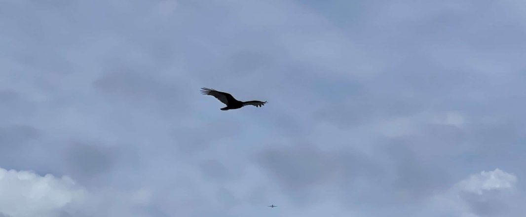 The Commander and the Hawk: Sometimes it’s good to let go