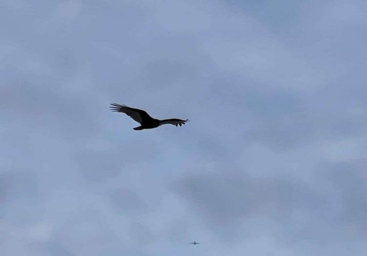 The Commander and the Hawk: Sometimes it’s good to let go