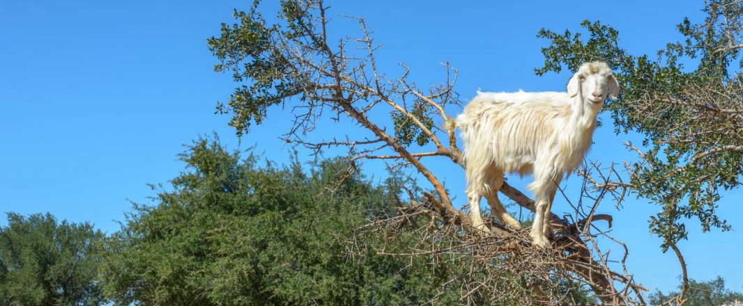 Ready to be a giddy GOAT? Yes, it’s time to go BIG