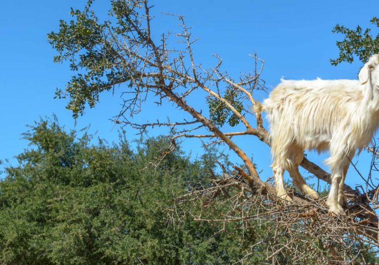Ready to be a giddy GOAT? Yes, it’s time to go BIG