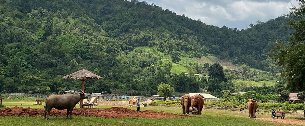 How Thailand’s “Elephant Whisperer” made it through the pandemic