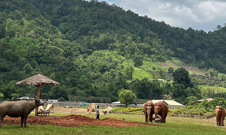 How Thailand’s “Elephant Whisperer” made it through the pandemic
