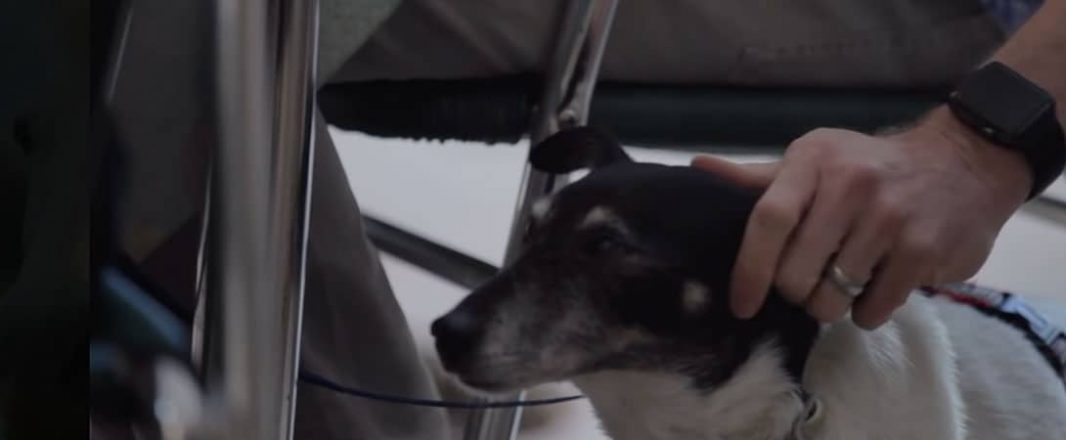 Can’t bear to leave your pets alone while travelling? Find a house sitter
