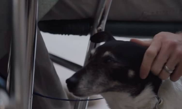 Can’t bear to leave your pets alone while travelling? Find a house sitter