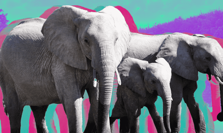 Letter from Thailand: Hilltribes, elephants, Michelin dining and weed make for a heady concoction