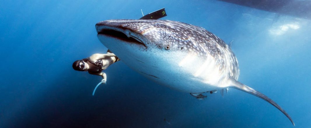 Bangkok garners 11 million searches, as travellers got adventurous with shark-diving, ziplining, and spooky tours in 2022