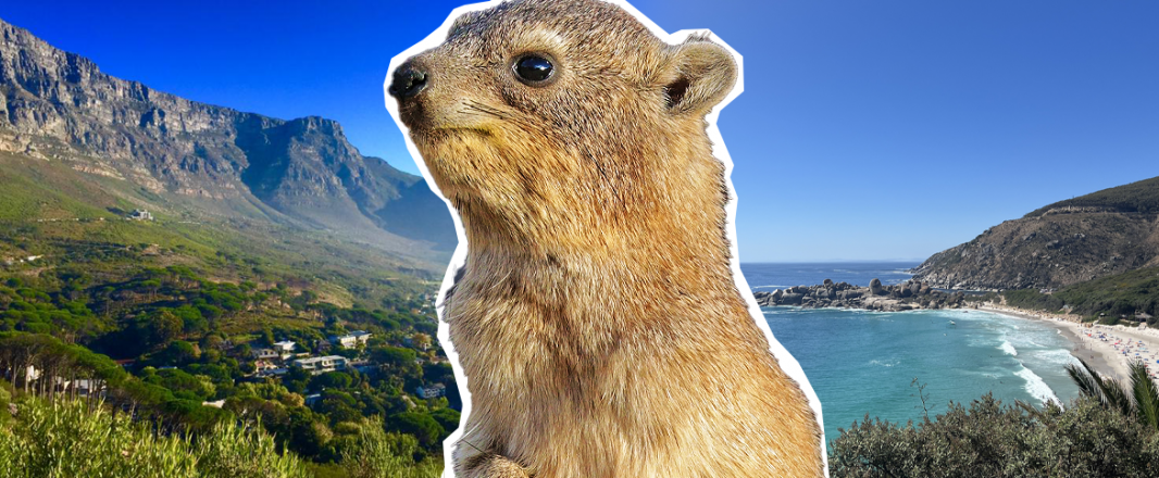 Letter from Cape Town: Of diamonds, dassies and naked surprises