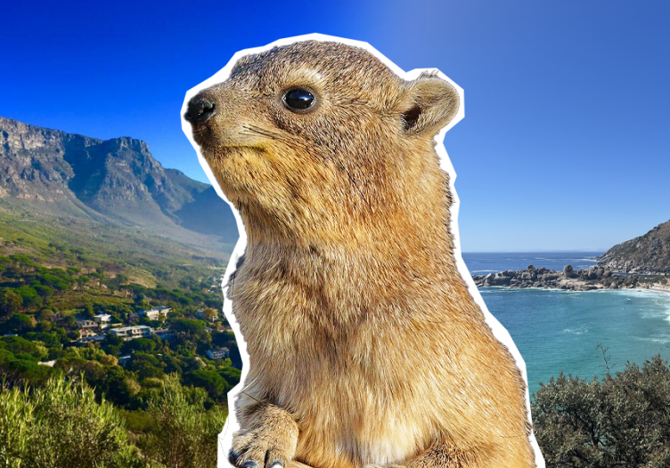 Letter from Cape Town: Of diamonds, dassies and naked surprises