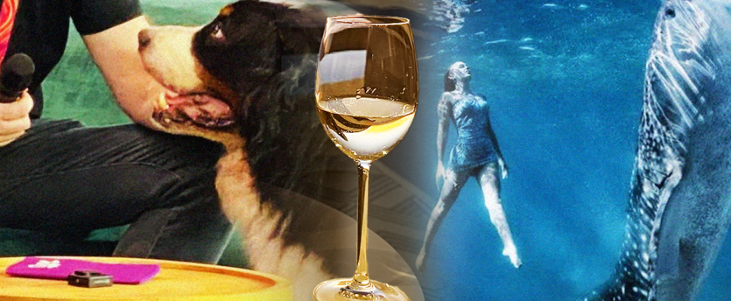 Letter from Cape Town: Of luxury living, butts and dogs