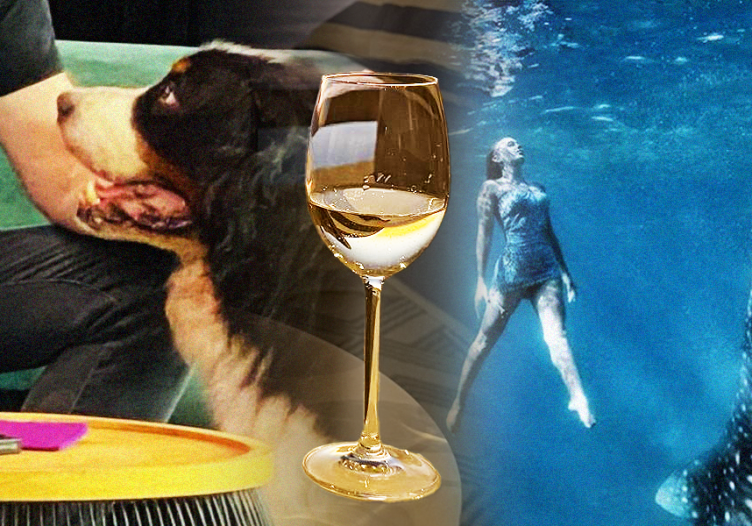Letter from Cape Town: Of luxury living, butts and dogs