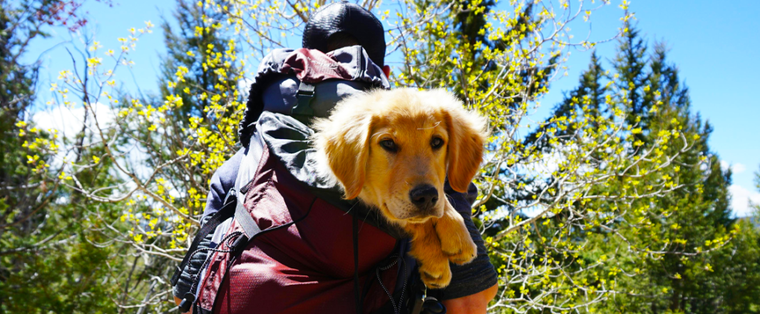 Pets, point-to-point planes and pop culture drive travel in 2026