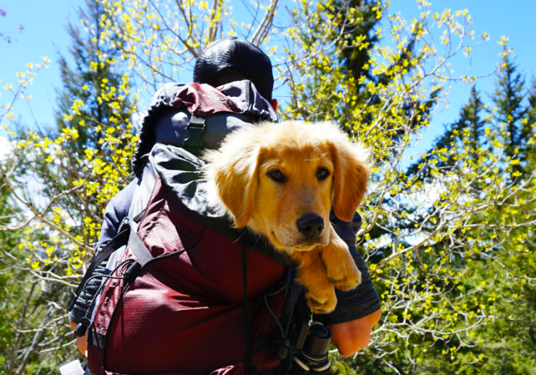 Pets, point-to-point planes and pop culture drive travel in 2026