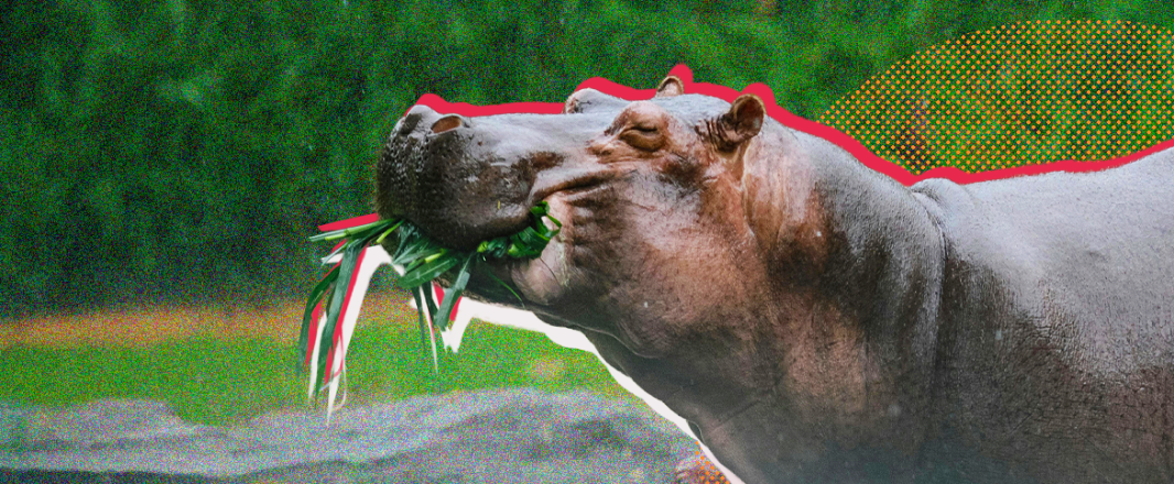 Hyenas, hippos and the human experience: Beyond the room in Africa