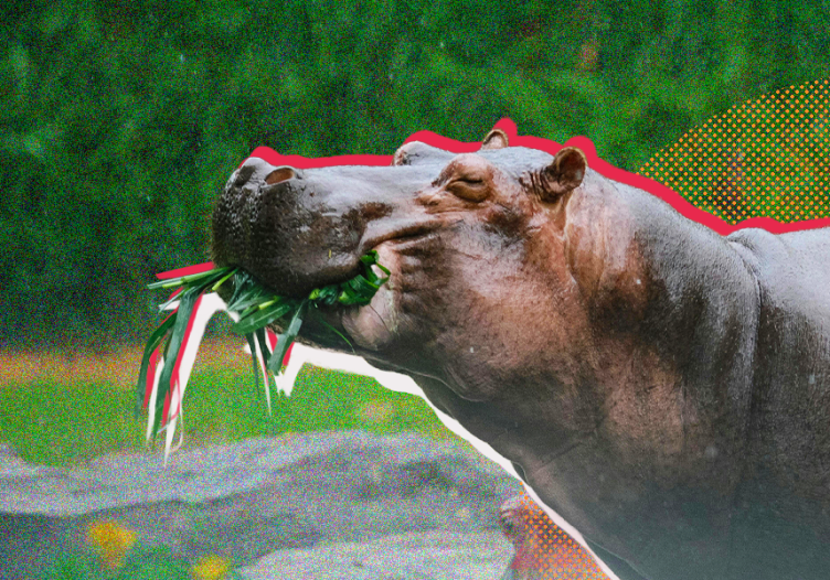 Hyenas, hippos and the human experience: Beyond the room in Africa